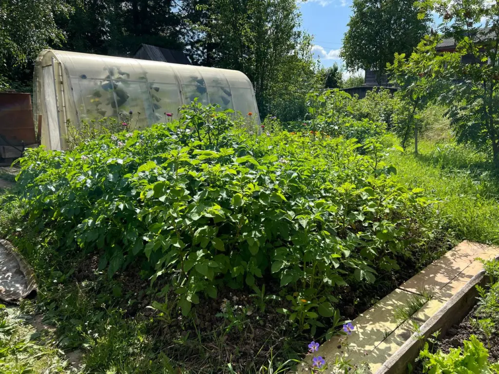 Обработала сад осенью этим — весной проблем не знаю: дачники с опытом поделились простым секретом