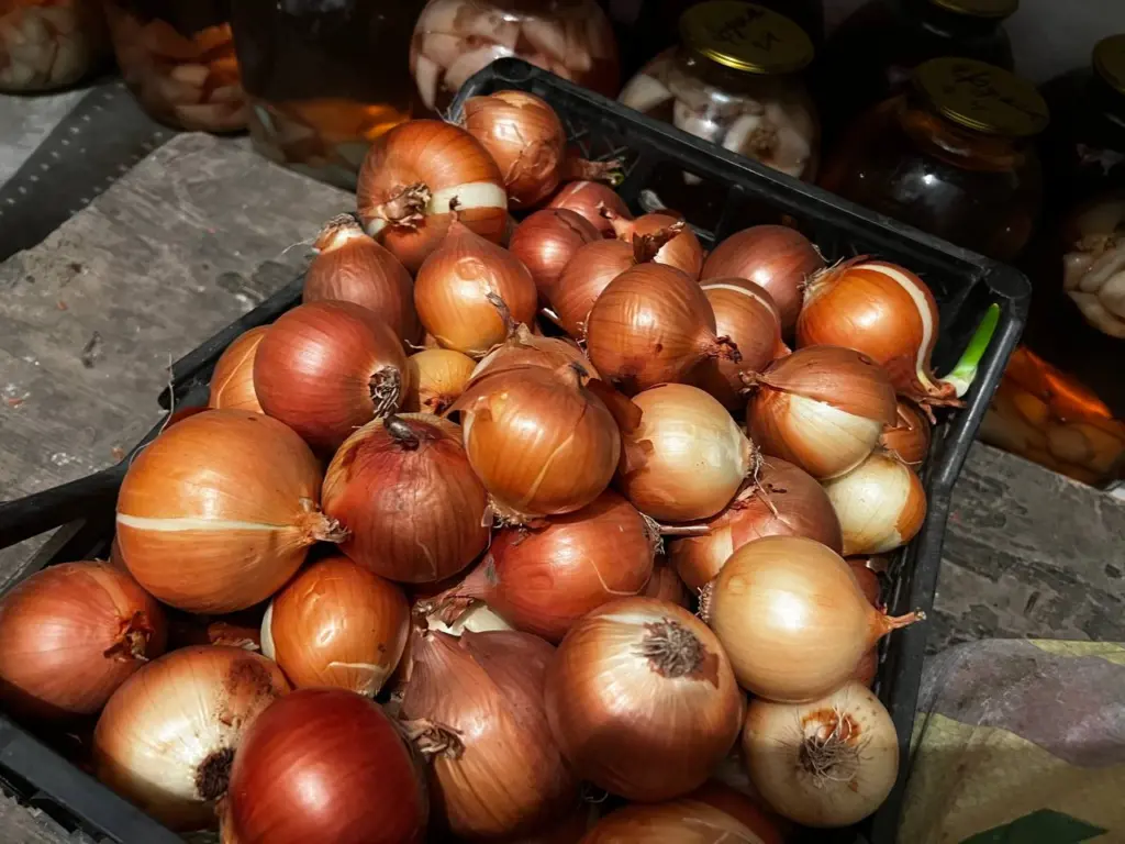 Овощи пролежат в квартире до следующего сезона: свежие и здоровые без погреба – 4 надежных способа