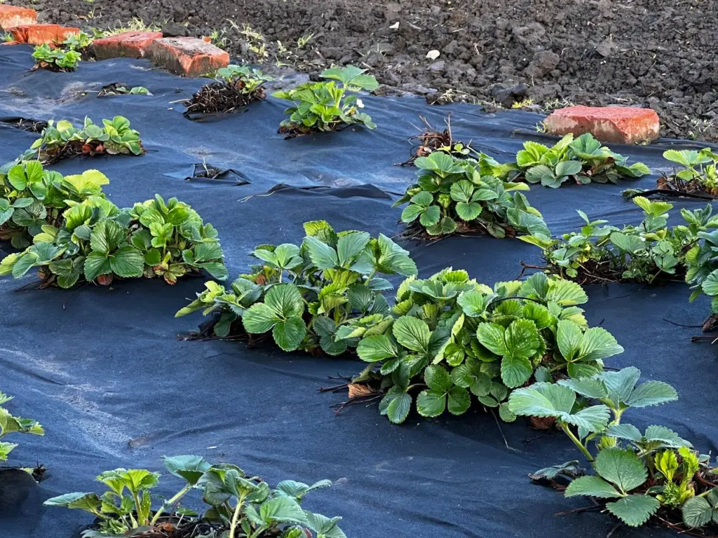 Осеннюю подкормку для клубники покупаю за 37 рублей: через год грядка трещит по швам — даже листьев из-за ягод не видно