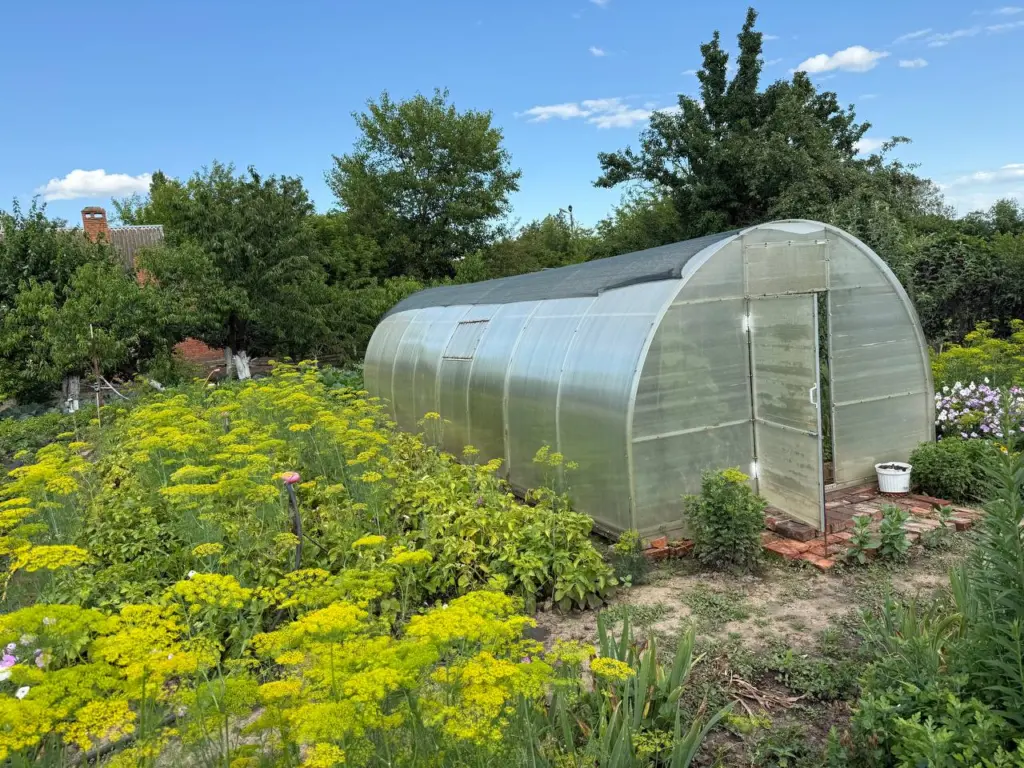 Опытные огородники молча сеют такой сидерат после картошки — земля самоочищается от проволочника и болезней