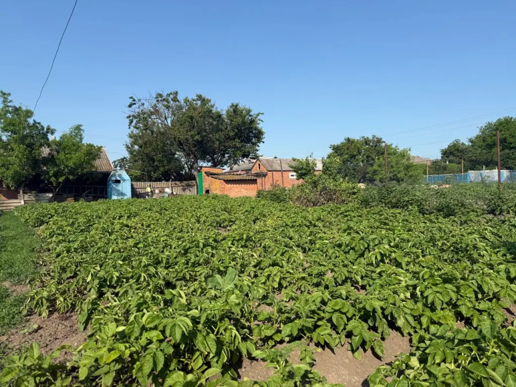 Пять самых вкусных сортов картошки — всегда крупные и рассыпчатые: подходит для пюре, жарки и драников — копаю и радуюсь