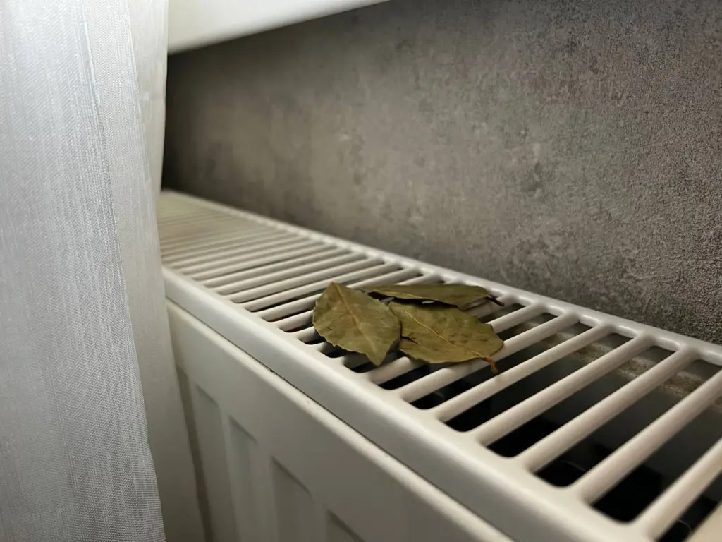 С первыми холодами кладу лавровый лист на батарею и живу без бед, вся семья замечает разницу: вот, что происходит