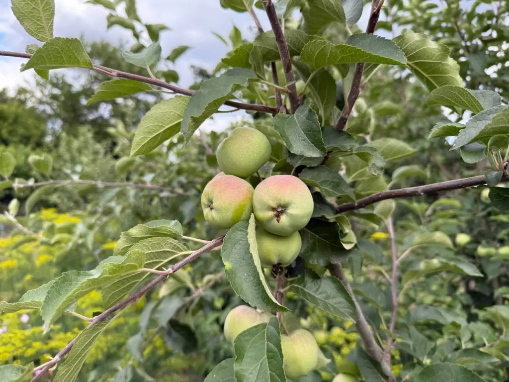 Подливаю под яблони в сентябре 2 ведра этого зелья. Следующий урожай заставит соседей локти кусать