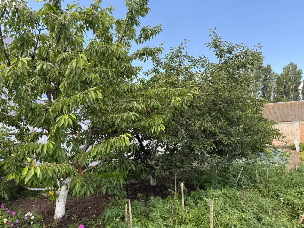 Глупо и опасно: Еще Мичурин 87 лет назад строго-настрого запрещал сажать в саду, на огороде и возле дома 6 этих крайне опасных дерева