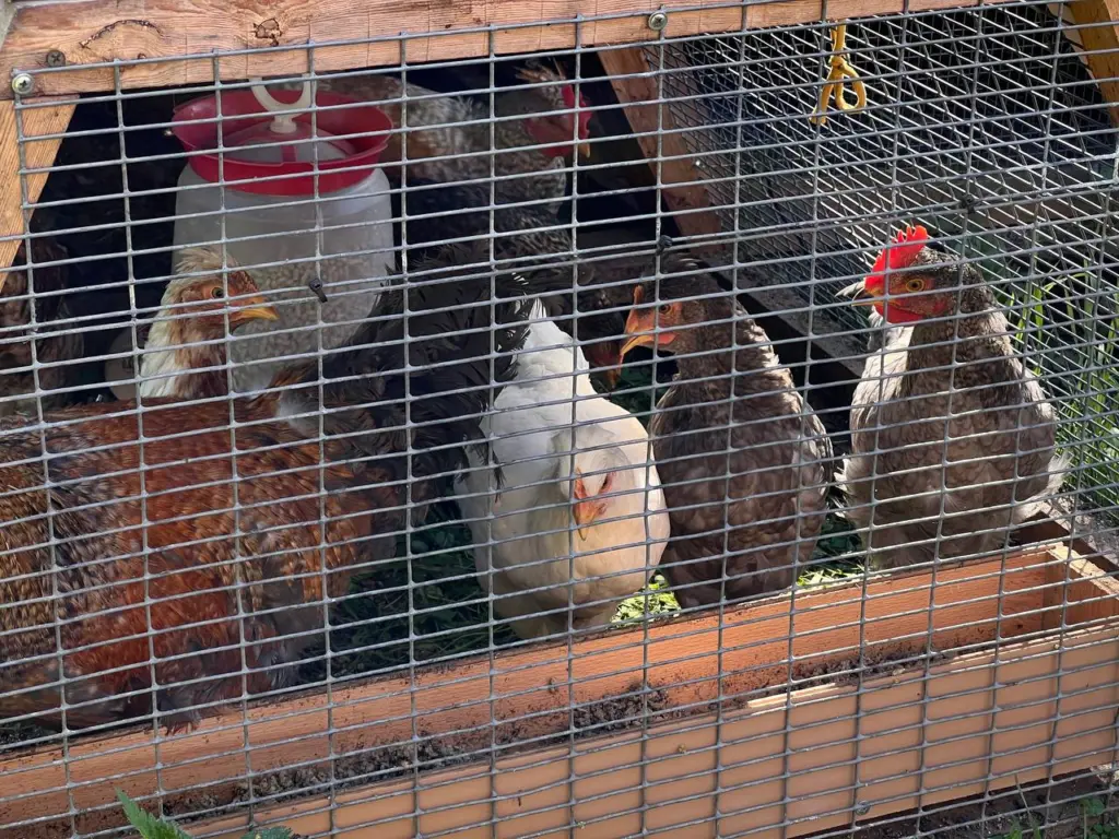 Соседи не верят, что в моём курятнике +22 при морозе -30: а я просто поставил эту недорогую вещицу — тепло держится круглые сутки