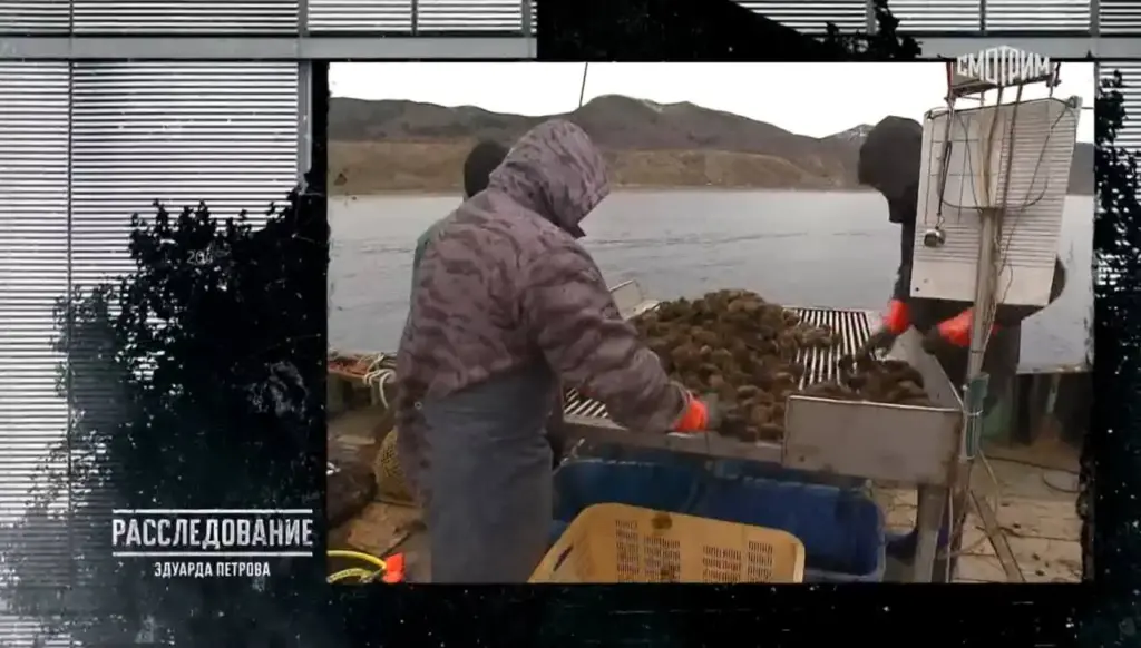 Подводная мафия: кто зарабатывает миллионы на морских богатствах Сахалина