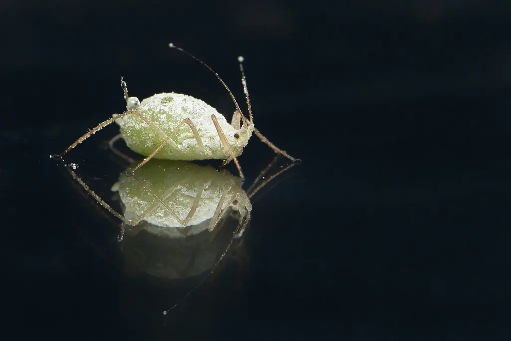 Опрыскиваю листья недорогим аптечным раствором — и растения остаются зелёными, без тли и жёлтых пятен