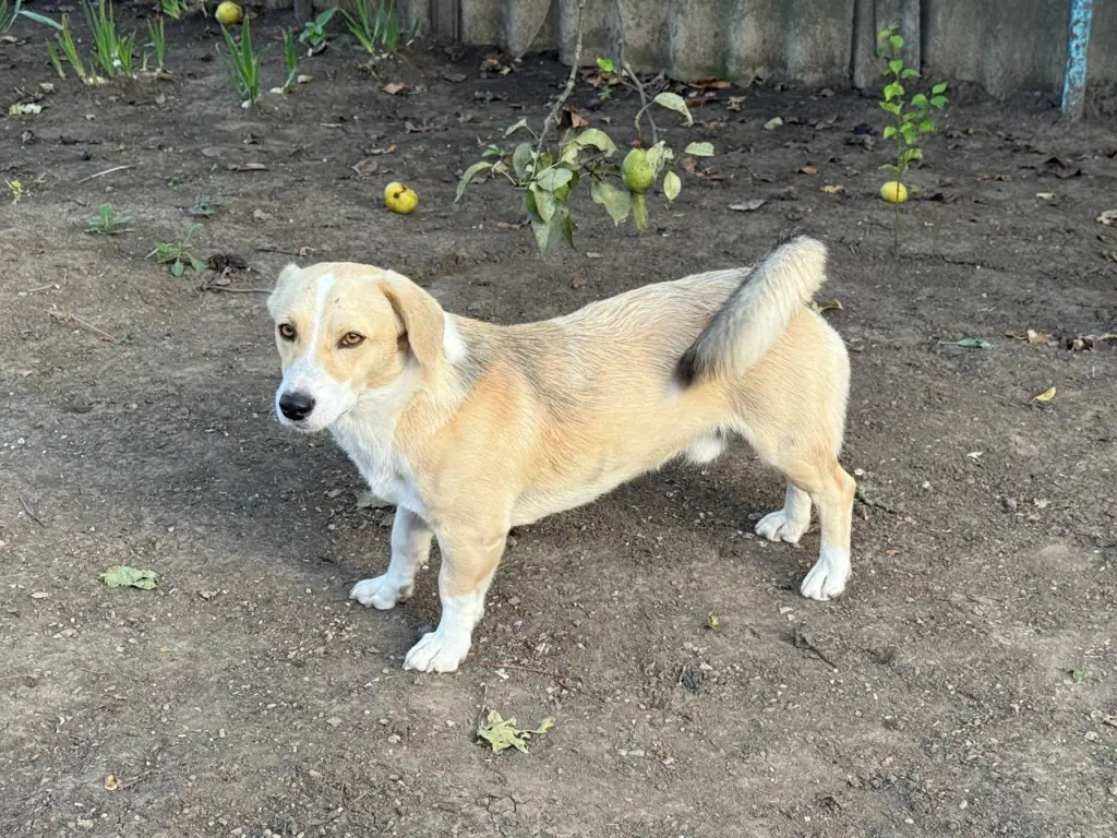 Эти породы собак, пахнут сильнее остальных — не стоит держать в квартире
