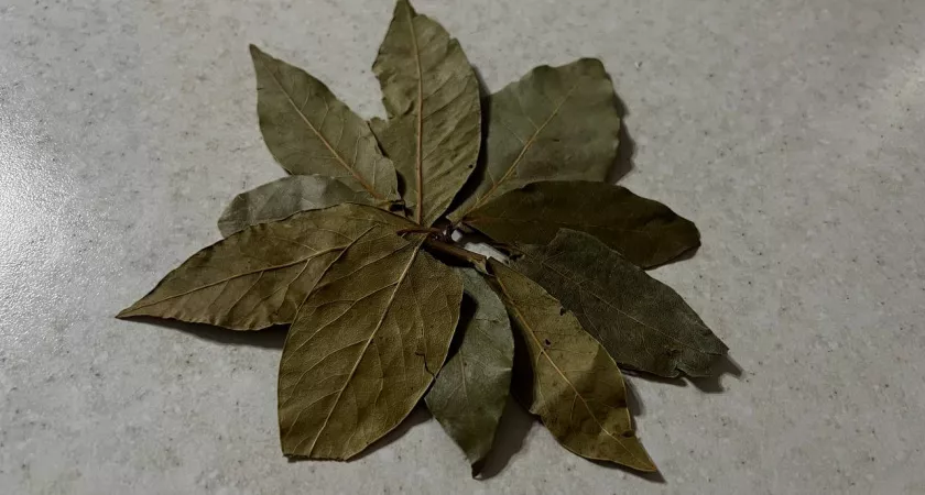 Просто зажигаю лавровый лист у себя в квартире — далеко не все знают, для чего это важно сделать