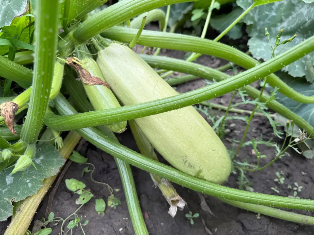 Подруга из Армении научили меня невероятно вкусно готовить кабачки — сейчас делаю 2–3 раза в неделю и всей семье не надоедает