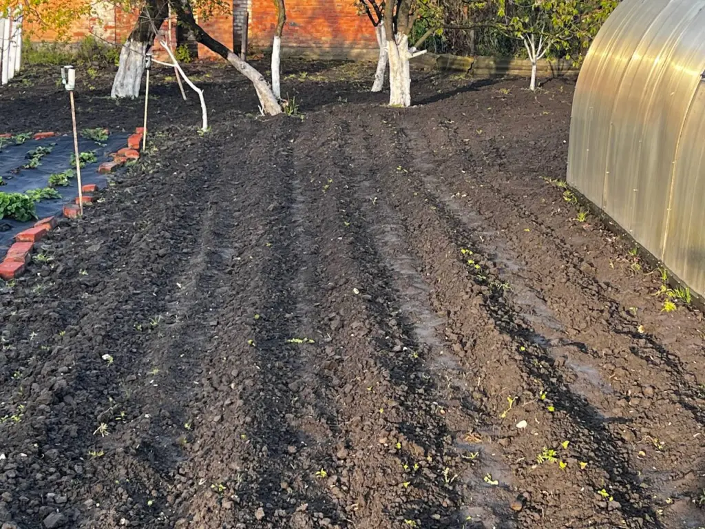 Сообразил как производить натуральный Чернозём за копейки: этот «пузырёк» заменит 100 кг навоза — проливаю все грядки сразу после уборки урожая