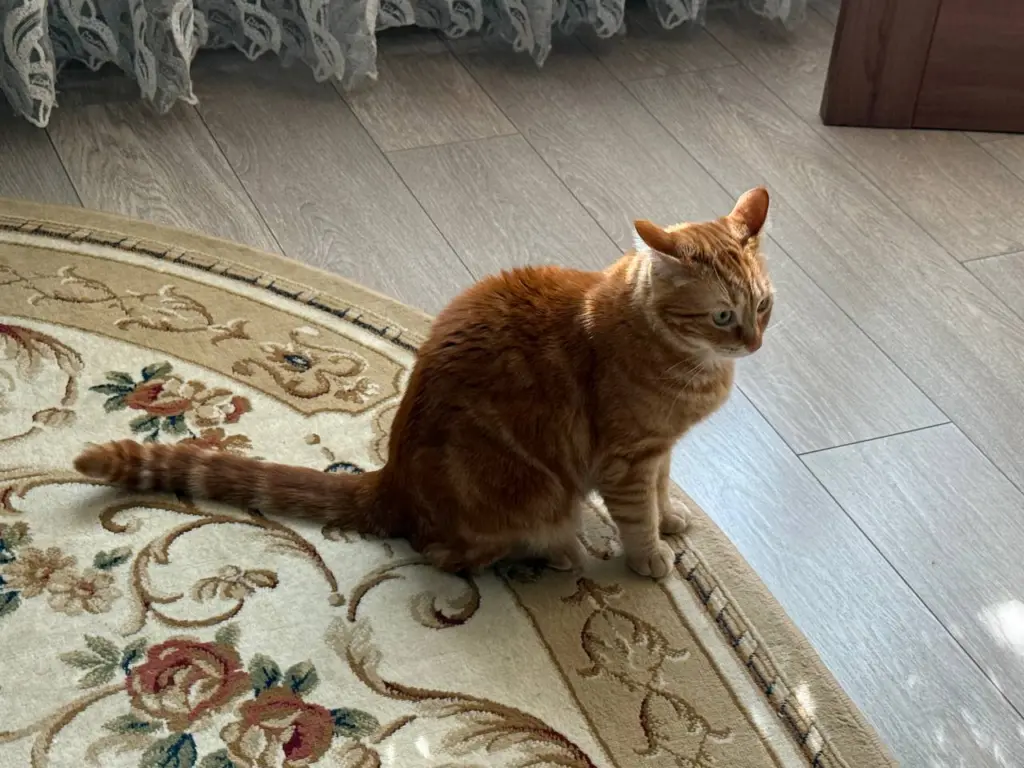 Милые на вид, беспощадные на деле: кошки, которые работают в разы лучше капканов — ни одна крыса не сбежит