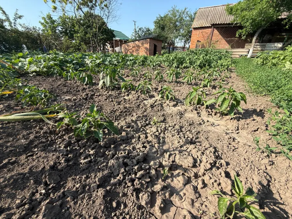 Пока соседи завозят навоз машинами, проливаю почву дешёвым раствором: по весне будет жирная и пуховая, и перекапывать не надо