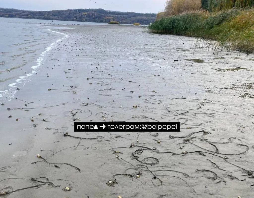 После сброса воды фиксируется понижение ее уровня в Белгородском водохранилище примерно на метр (села Нижний Ольшанец и Маслова Пристань), а также, соответственно, его повышение в селах ниже по течению (Безлюдовка, Нежиголь)