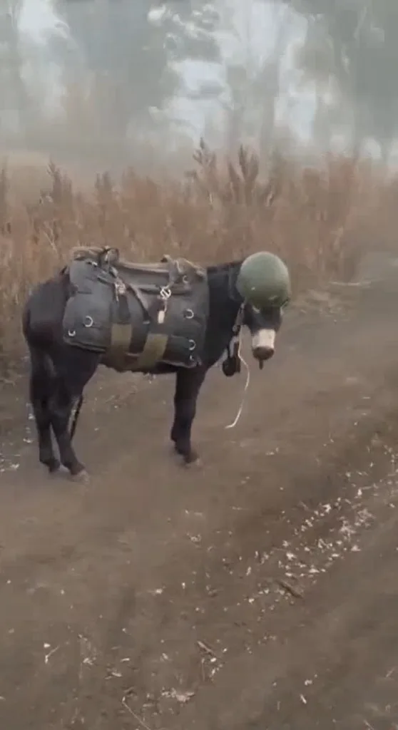 Штурмовой осел в каске. Теперь вы видели еще больше