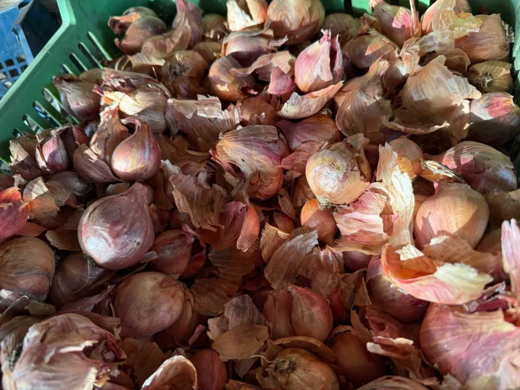 Почему лук гниет в квартире: запомните эти 4 правила, и он без проблем сохранится до весны