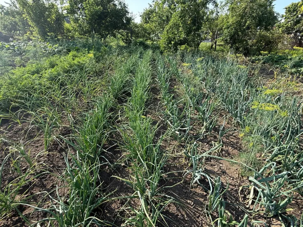 Дачники, вот когда надо сажать лук осенью: 1 простое правило — и урожай собирать будите на месяц раньше