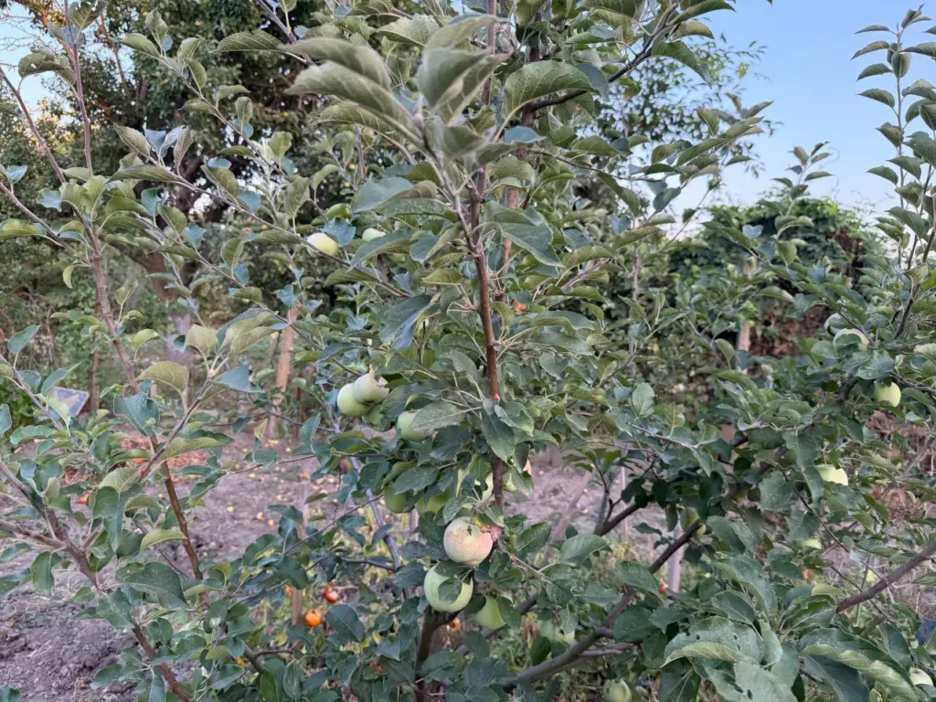 Как защитить яблони осенью: всего одно опрыскивание заменяет десятки препаратов