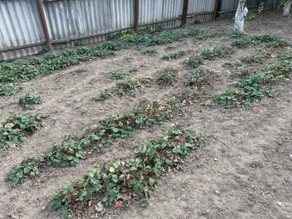 Сосед сдвинул забор на метр, «подарив» мне кусок земли: но весной я понял его хитрость — сейчас не знаю, как решить проблему