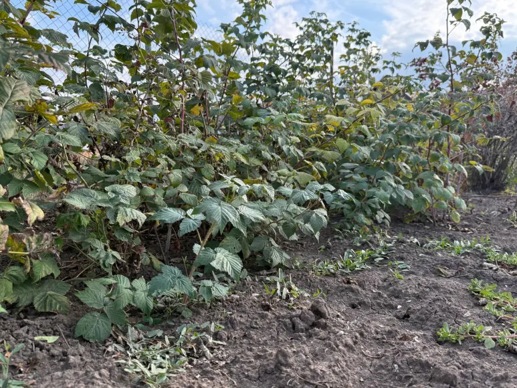 Отказался от вертикальной посадки малины навсегда: горизонтальный способ дает 8 побегов вместо 2