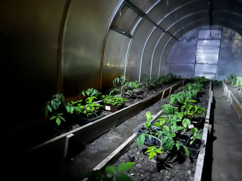 Только эти томаты посажу в 2026 году. Настоящие работяги, плодоносные и не болеют — по 100 кг с куста