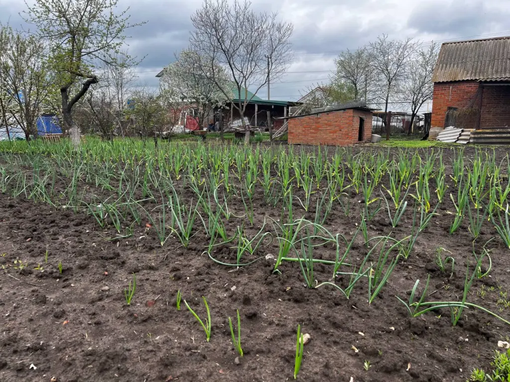 Чеснок сажаю по лайфхаку эстонца: проще, чем раньше, а головки богатырские — идеально зимуют