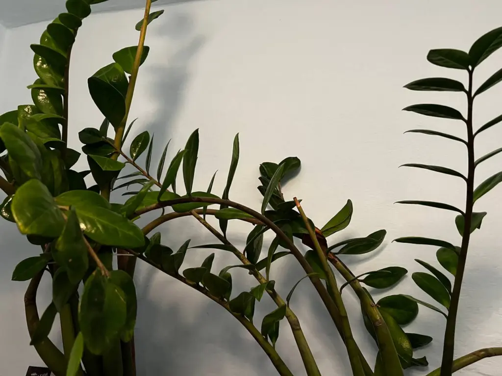 Кладу всего лишь одно средство из аптечки в горшок: оживают даже самые умирающие домашние растения