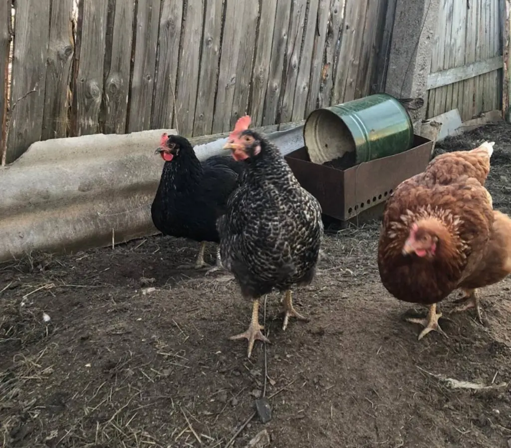 Как кормить кур зимой. Почему жиреют куры и не несутся: правильное питание птицы зимой