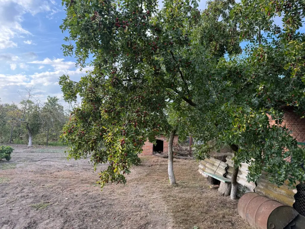 Еще Мичурин запрещал сажать эти 6 деревьев на дачном участке — вот почему