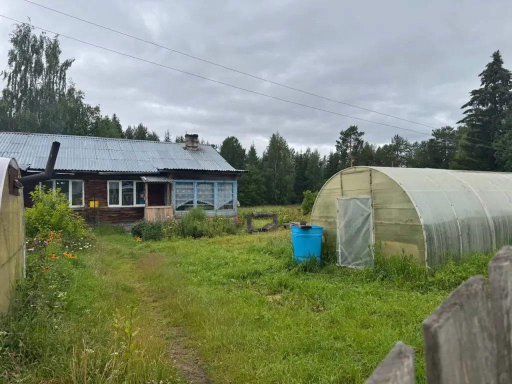 Закопала лавровый лист на огороде — теперь сплю спокойно: стала делать так каждую осень
