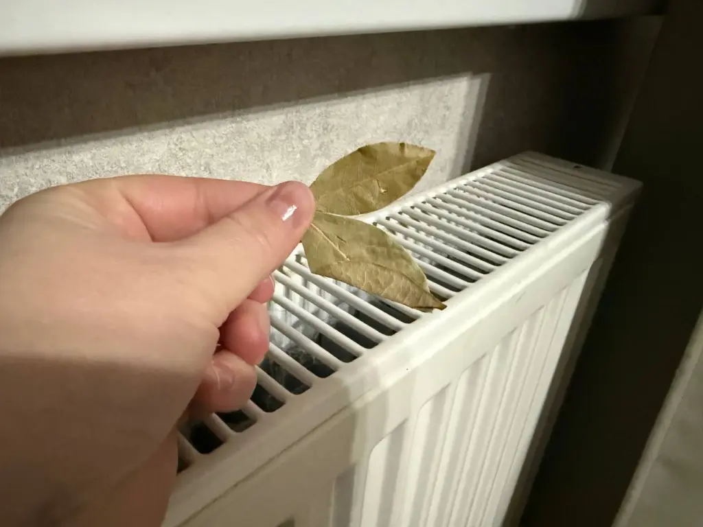 С первыми холодами кладу лавровый лист на батарею и живу, не зная бед, вся семья замечает разницу: вот, что происходит