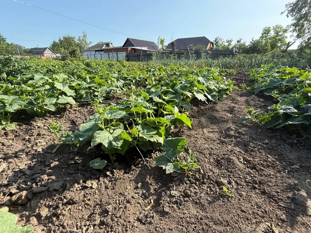 Закопала лавровый лист в огороде — и не парюсь всю зиму: делаю так каждую осень, эффект радует много лет