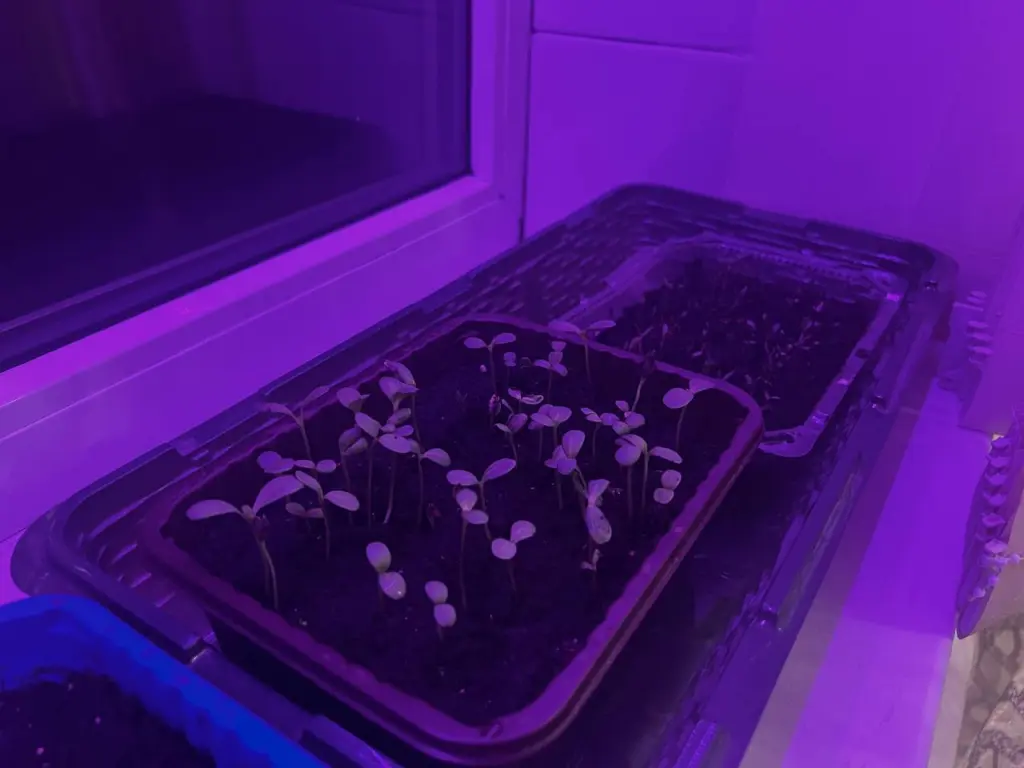 В ноябре открываю сезон выращивания огурцов на подоконнике: свежие овощи к новогоднему столу — делюсь простым способом