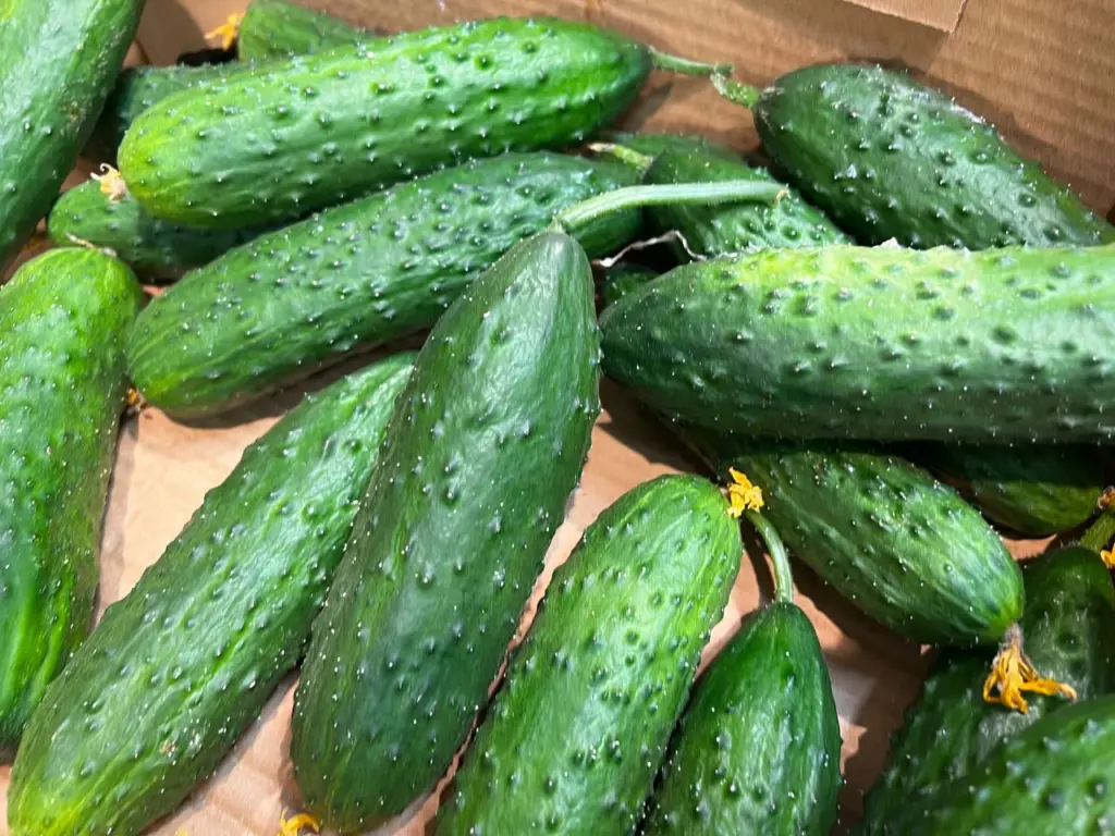 10 из 10 — сорта огурцов, заслуживающие ваше внимания: посадите их на своём огороде и точно не пожалеете