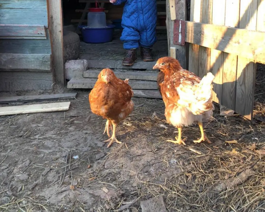 100 гр. на 5 литров воды – куры несутся как бешеные: с этой подкормкой только успевай собирать яйца