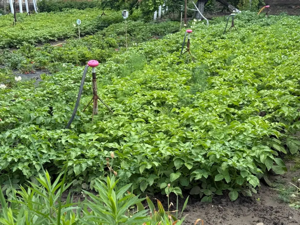 Картофелю при посадке в октябре — крайне важно: 2 простых лайфхака — а весной уже гребу урожай ведрами