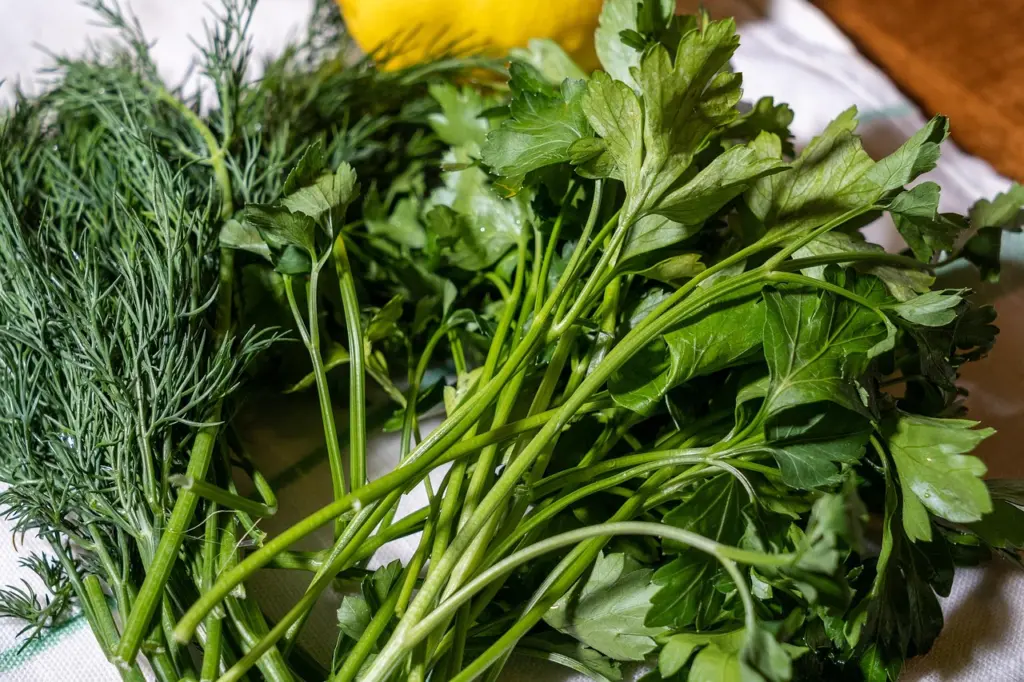 Сажаю укроп осенью под бутылку – и получаю мгновенный урожай: зелень больше не морожу