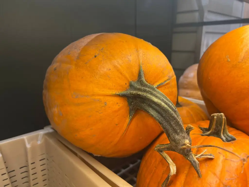 Строго настрого: кому запрещено употреблять тыкву в пищу – опасно для здоровья