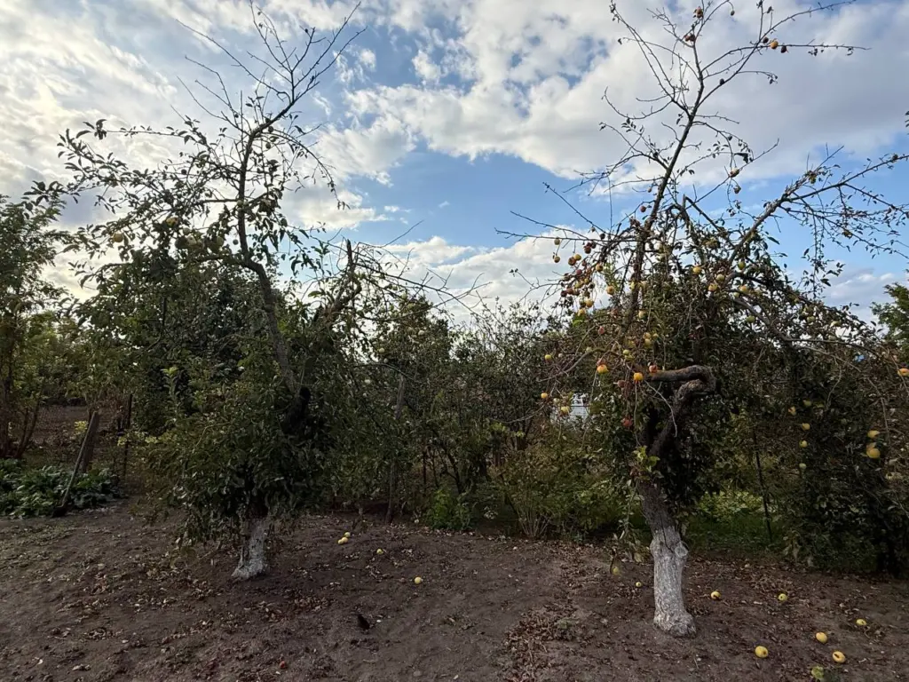 Крайняя обработка сада: как завершить этот сезон, чтобы рассчитывать на богатый урожай в следующем сезоне