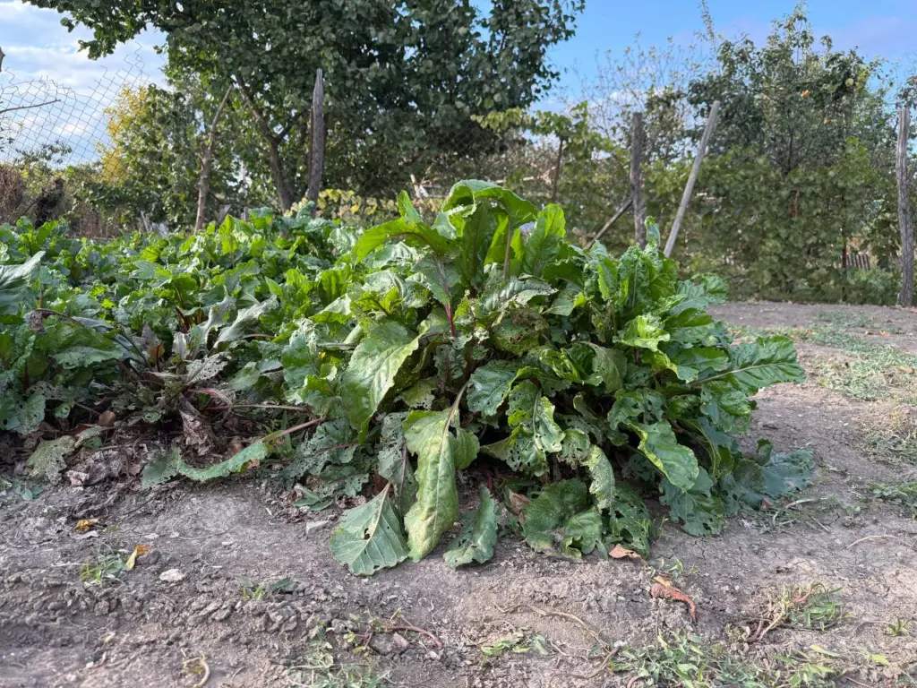 Свекла сохранится до мая благодаря лайфхаку бабушки: не сморщится, не сгниет, не пустит ростки