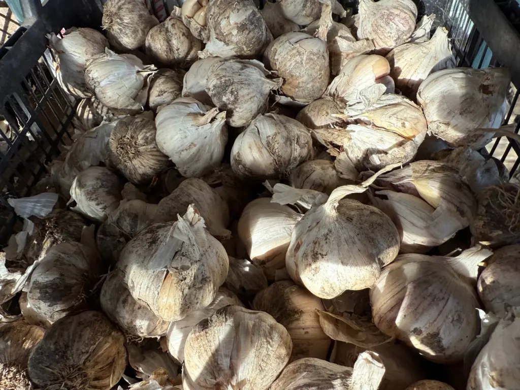 Придумала сажать чеснок бутылкой — выходит в 2 раза быстрее и практичнее