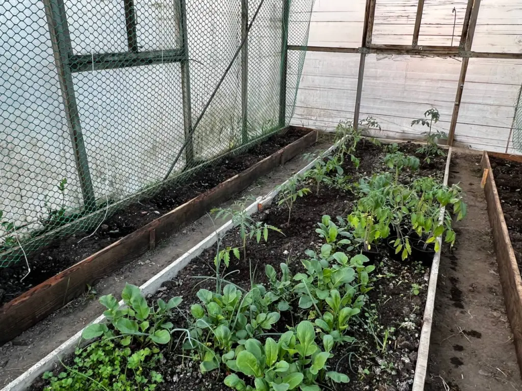 5 овощей, которые я высаживаю поздней осенью уже 15 лет: весной собираю урожай на месяц раньше всех — соседки обзавидовались и мороки меньше