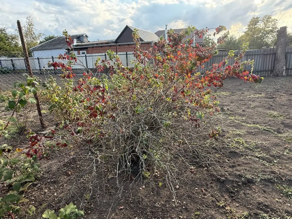 Сорняков весной, как ветром сдуло: в октябре рассыпаю по грядкам эти объедки — и земля спокойно отдыхает до мая