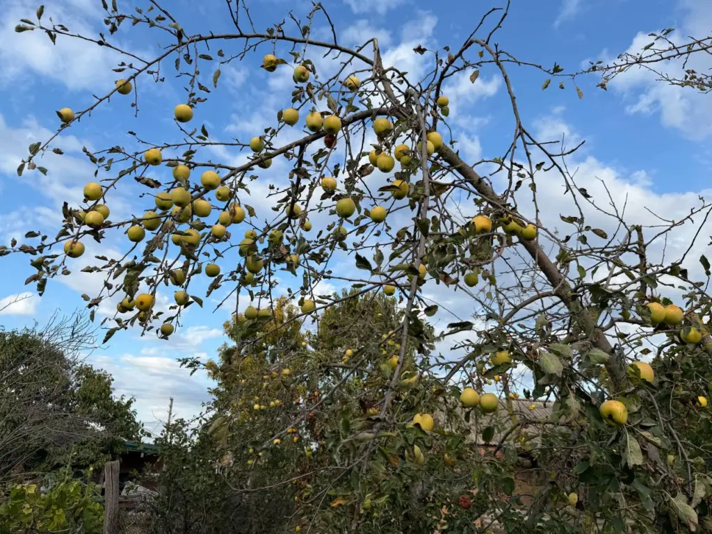 Всем яблоням и грушам в октябре — срочно: защита на всю зиму, обливаю стволы раз в год — и кора целая, вредители спят, а весной — ни единого нароста