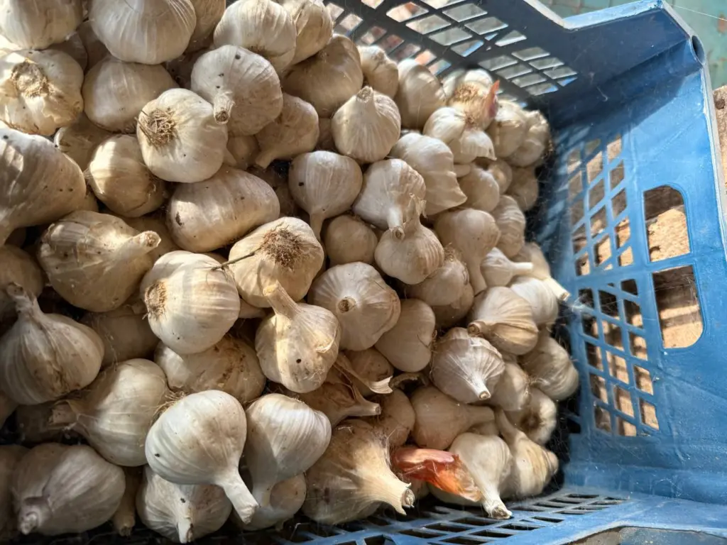 Не сажаю озимый чеснок, не взглянув на березу: «называет» идеальный день для посадки гарантировано— проверенная годами примета