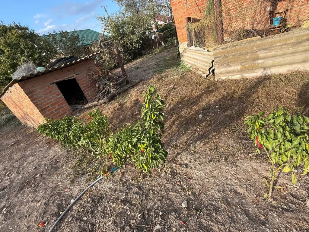 Помог избавиться от проволочника это порошок – осенью просто разбросал его по участку