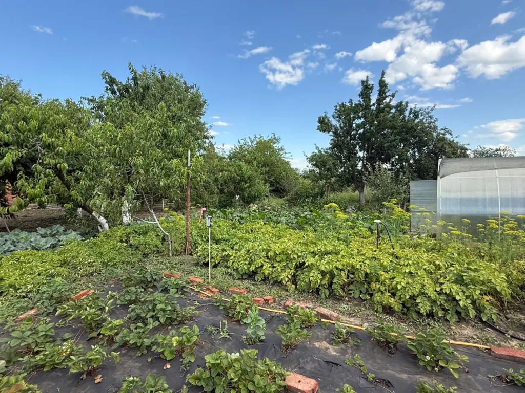 Бросаю охапку на грядку осенью, и земля как чернозем: как за сущие копейки превратить почву в «черное золото» к весне