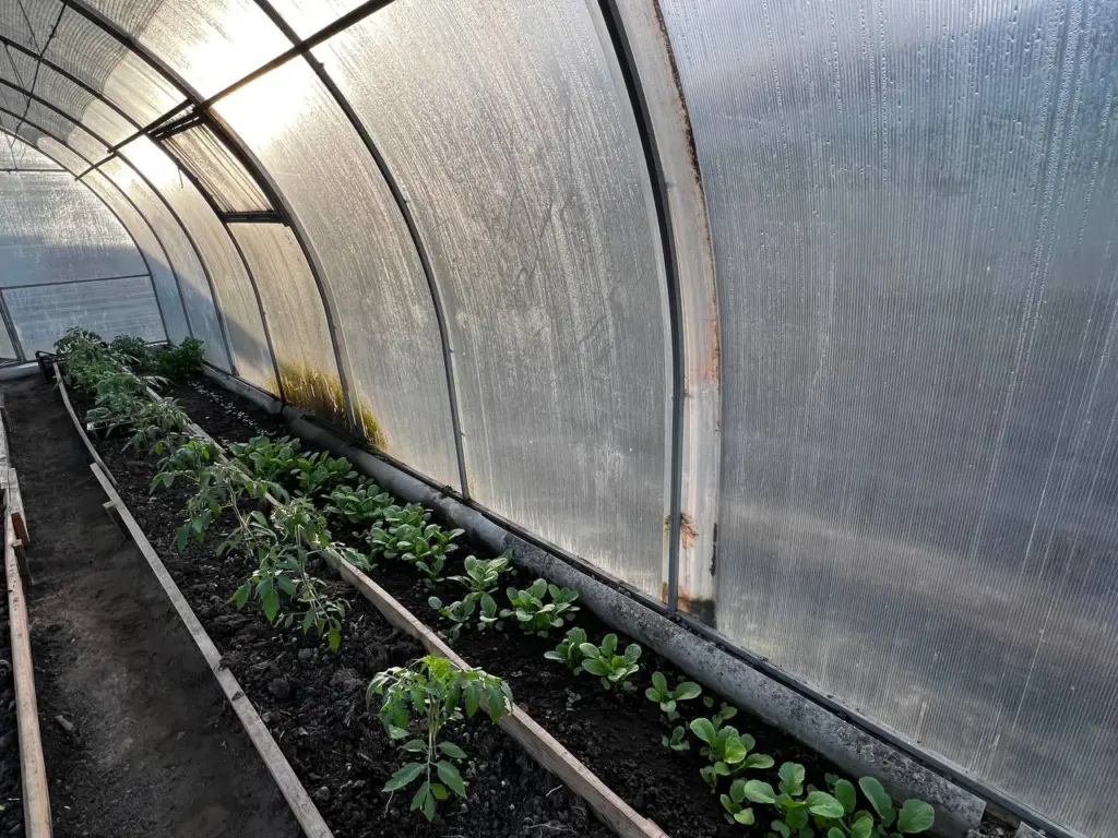 Не растения, а боль: 10 культур, которые больше не буду сажать — и другим не советую: только зря потратила время, деньги и здоровье