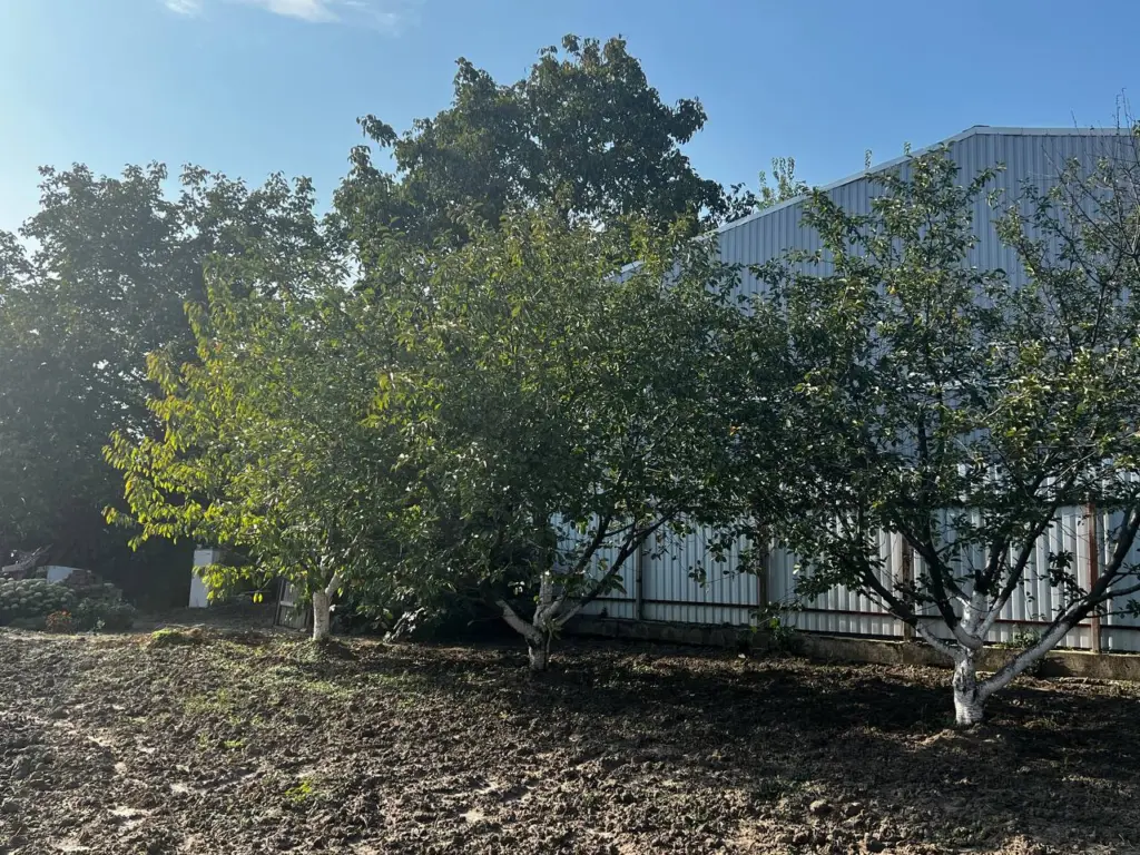 Нужно ли белить деревья в саду осенью или это пустая трата времени: вердикт агрономов