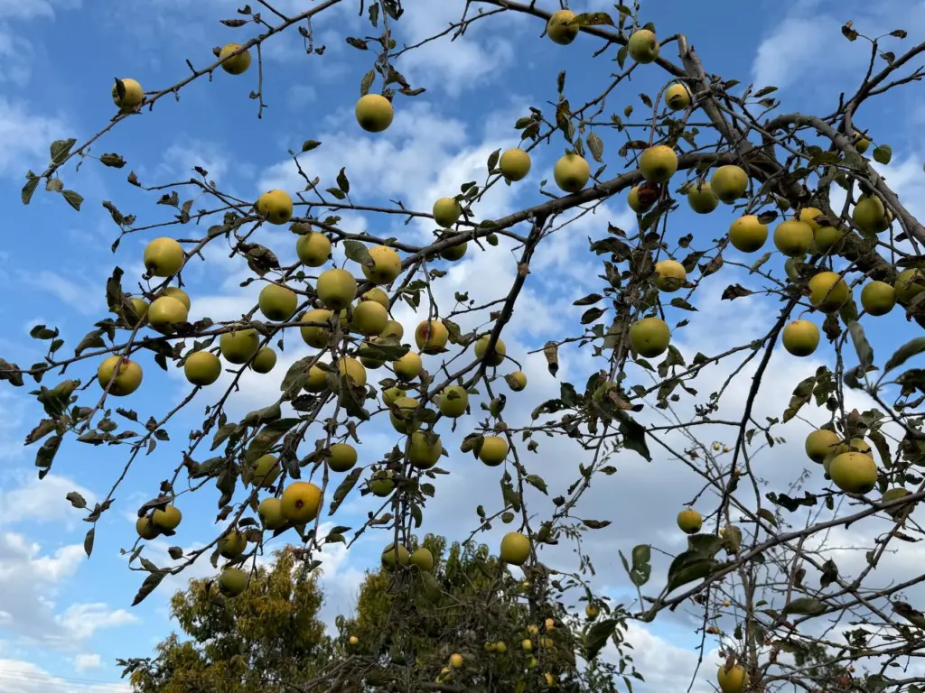 Всего 800 граммов в ведро — и ни парши, ни монилиоза: яблони в следующем году дадут взрывной урожай